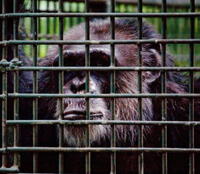 Rockhampton Zoo - Kingaroy Accommodation