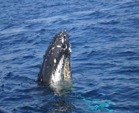 Jervis Bay Whales - Kingaroy Accommodation